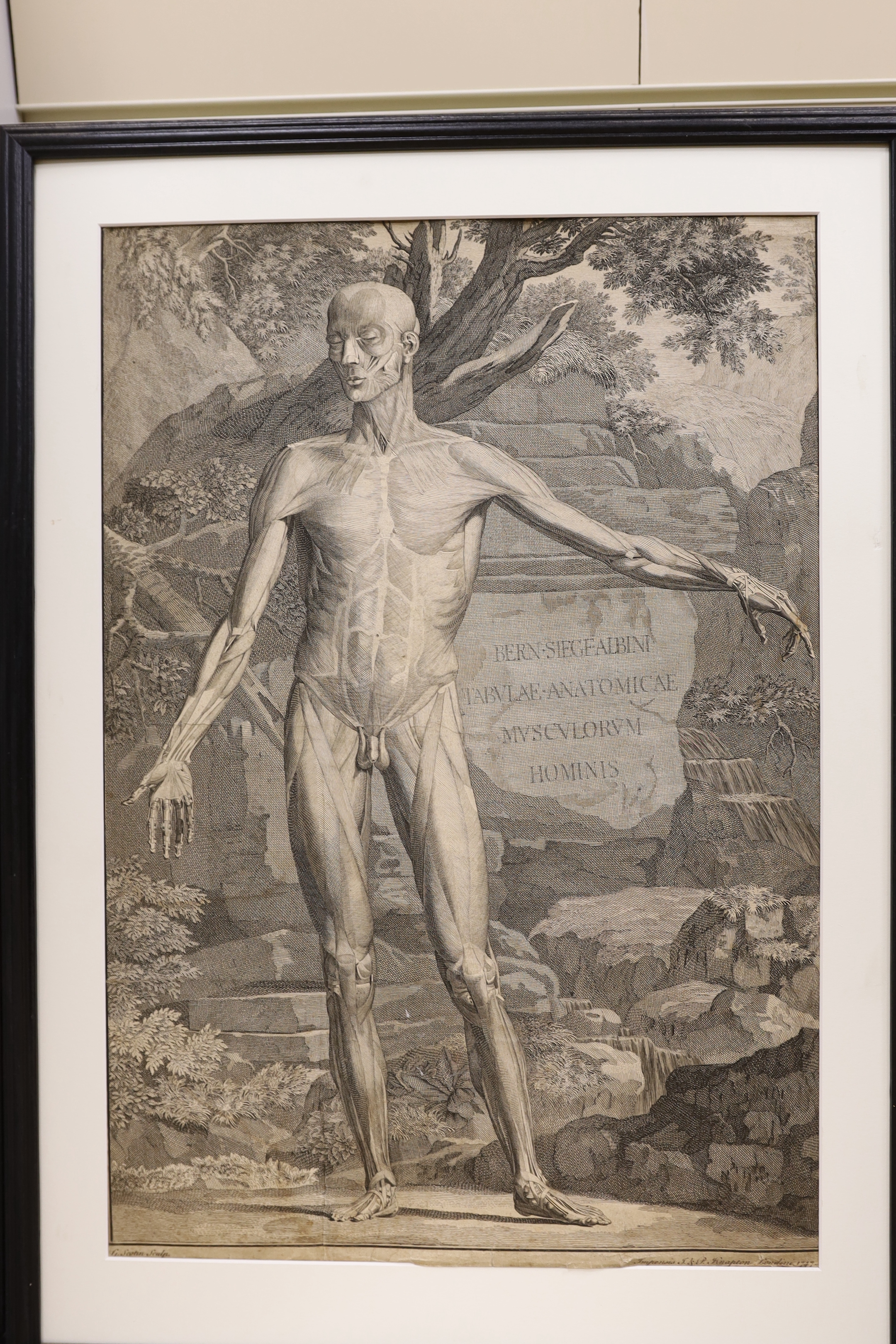 After Bernhard Siegfried Albinus (German / Dutch, 1697-1770), set of eight engravings, anatomical and skeletal figures, 52 x 37cm